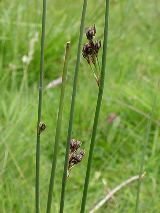 Baltic Rush seen at Birkdale. Image: John Somerville