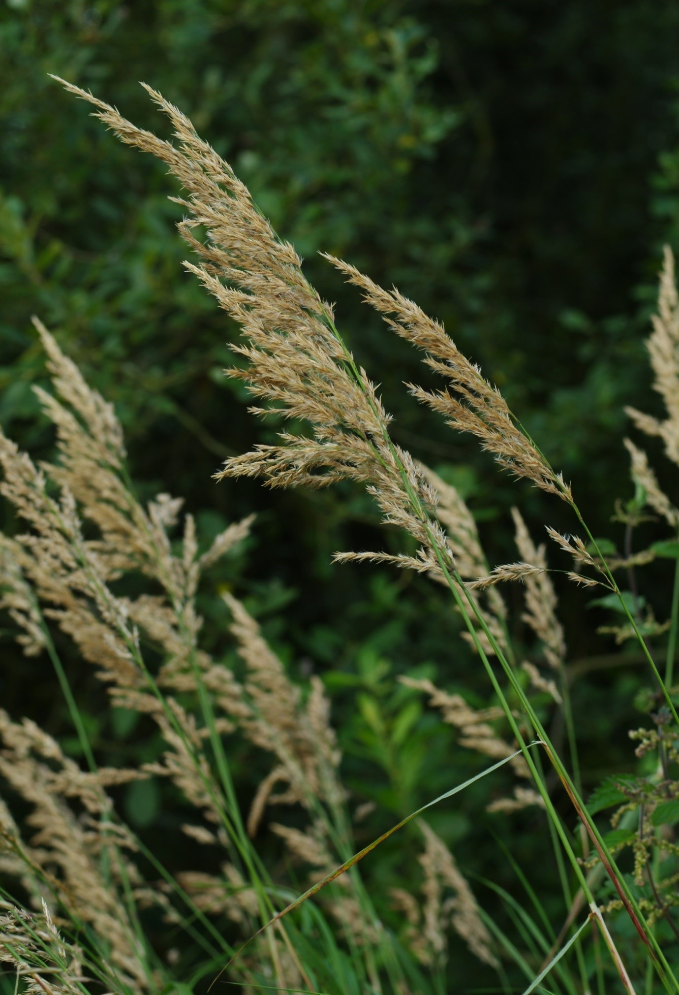 Calamagrostis canescens (Purple Small-reed), Lochmaben, 31 July 2017. Image by Chris Miles