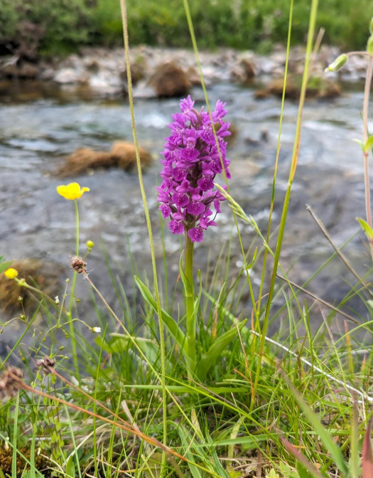 Dactylorhiza purpurella (Northern Marsh-orchid) at Tarras Water in 2023
