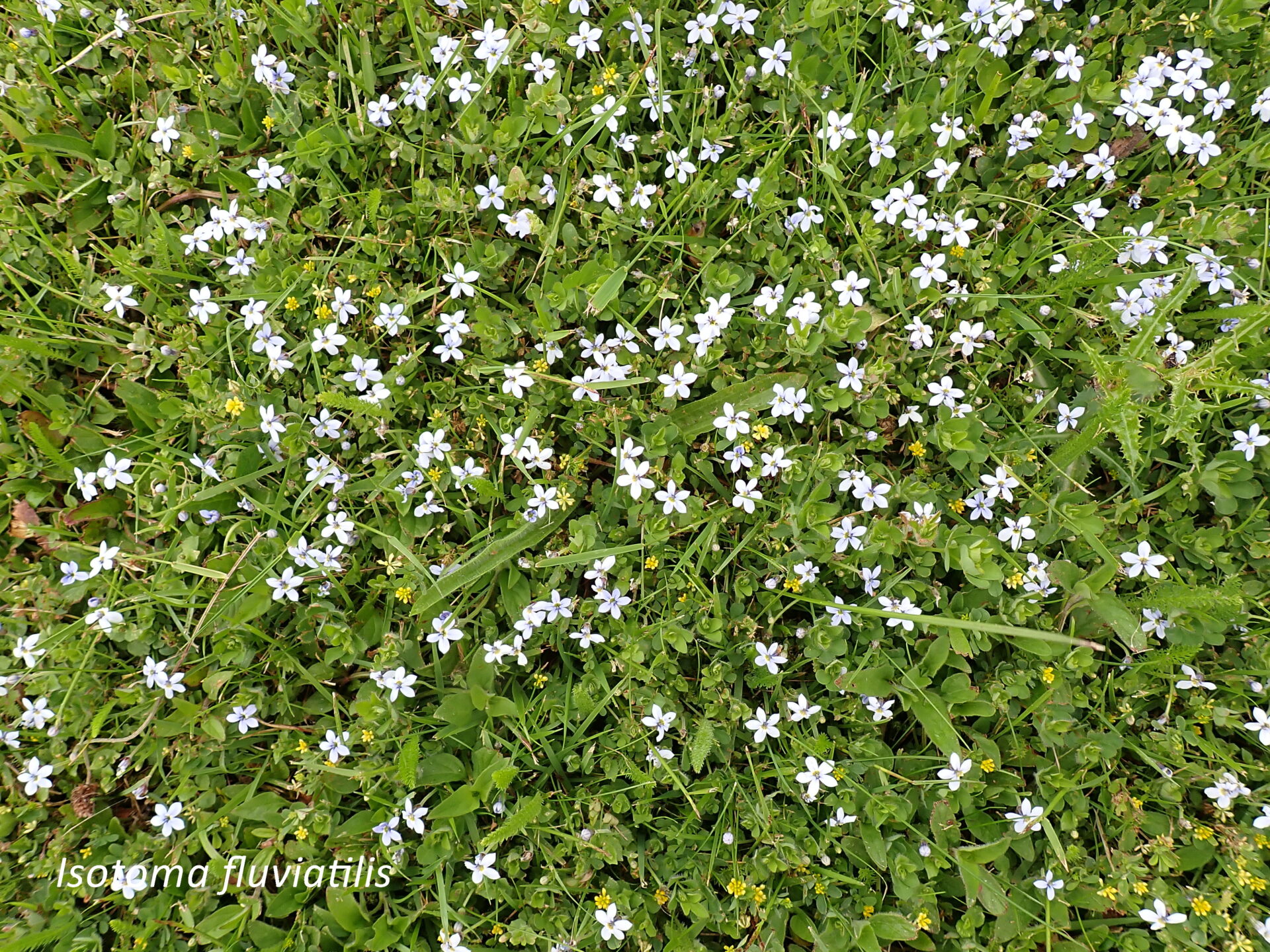 Isotoma fluviatilis at Annacloy
