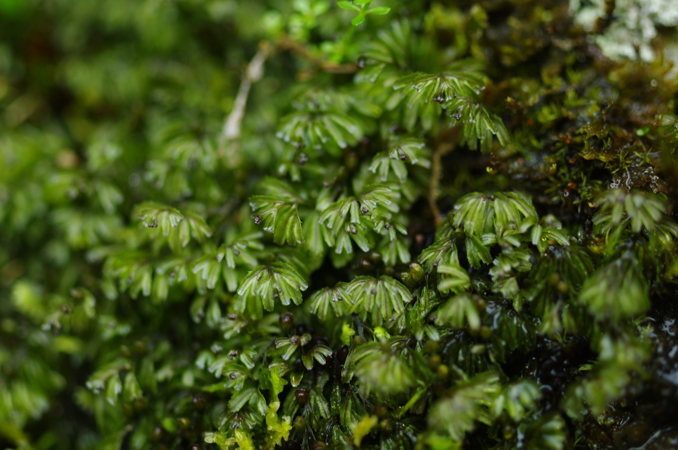 Hymenophyllum wilsonii (Wilson’s Filmy Fern), Rae Grain, 23 August 2017. Image by Chris Miles