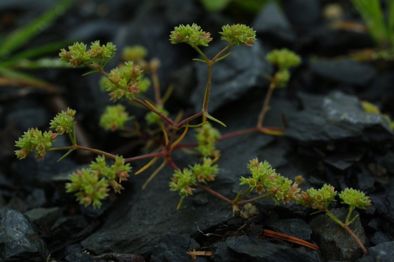 Scleranthus annus (Annual Knawel), Ae Forest, August 2017. Image by Chris Miles