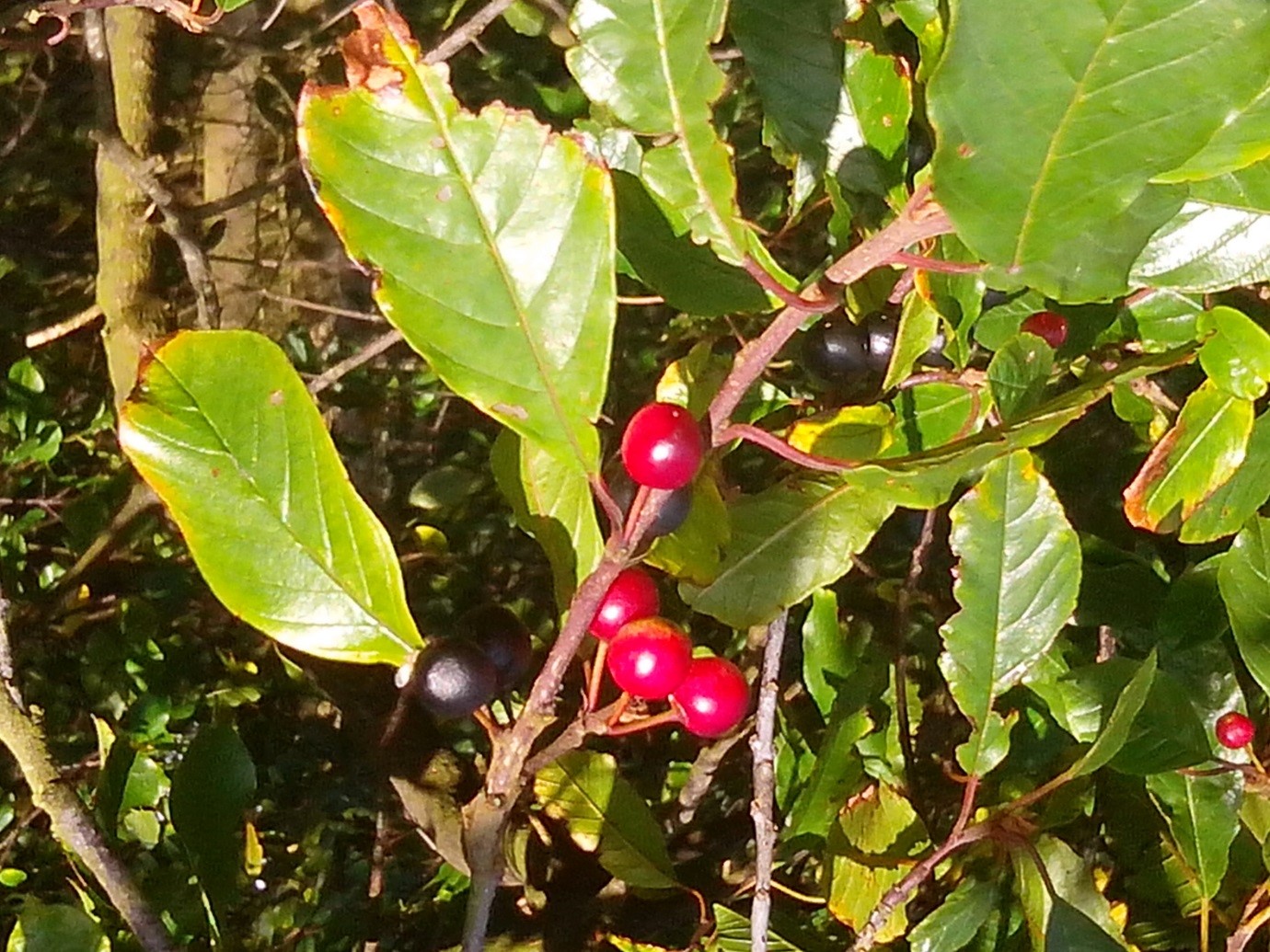 Frangula alnus (Alder Buckthorn), Comlongon , 21 Sept 2017. Image by Chris Miles