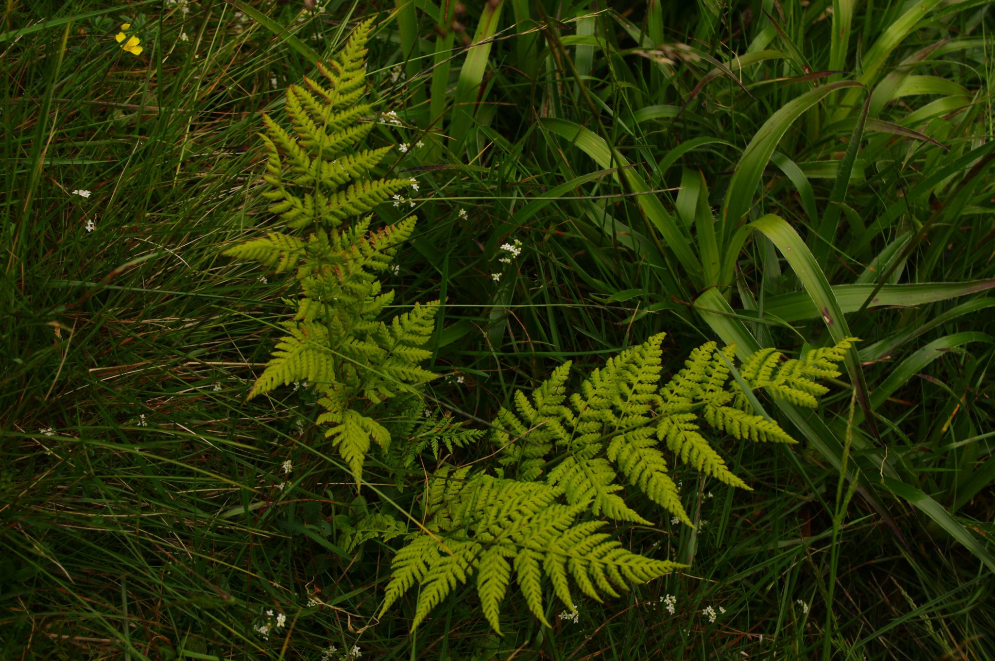 Dryopteris expansa