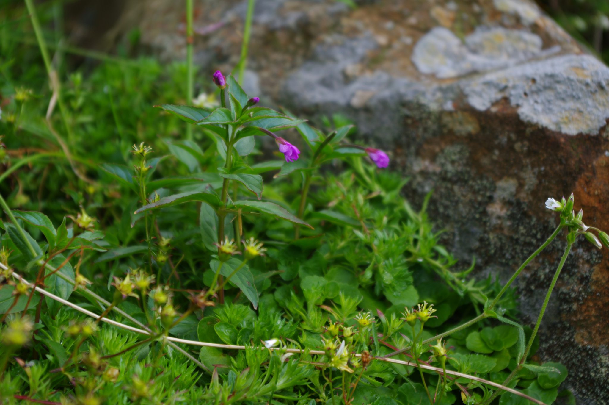 Epilobium alsinifolium