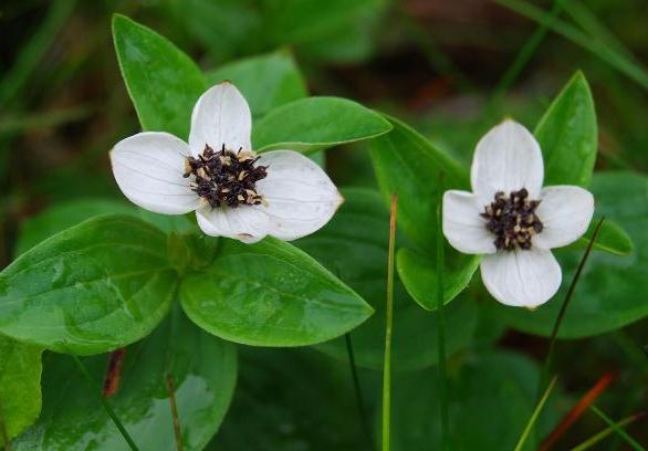 Cornus suecica