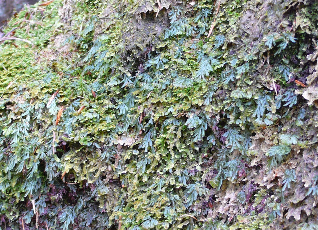 Hymenophyllum tunbridgense (Tunbridge Filmy-fern) found south of Langholm in 2018 after 56 years