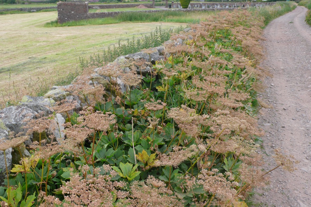 DBG Imperatoria ostruthium Masterwort near Durisdeer