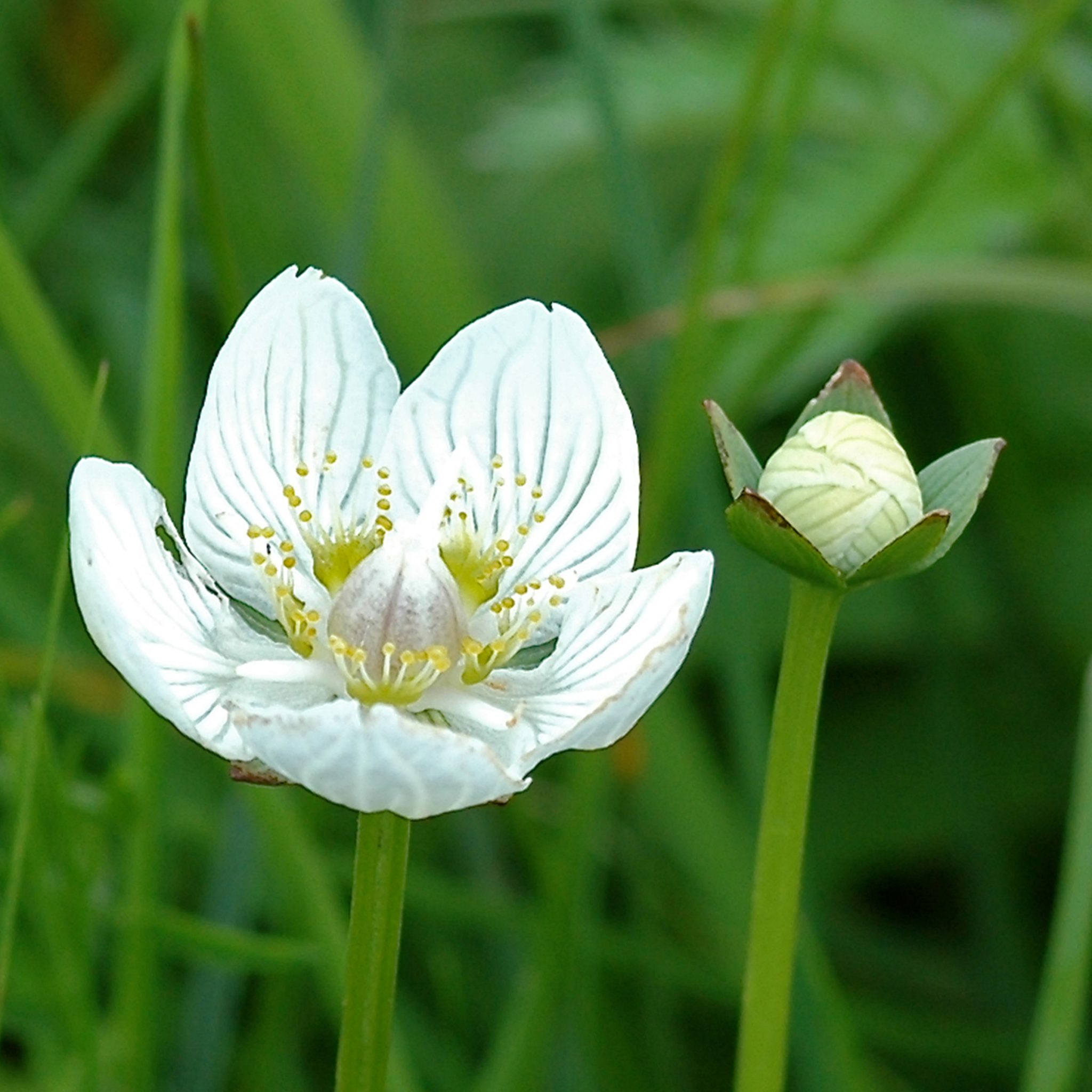Click on this Grass-of-Parnassus to explore BSBI Publications