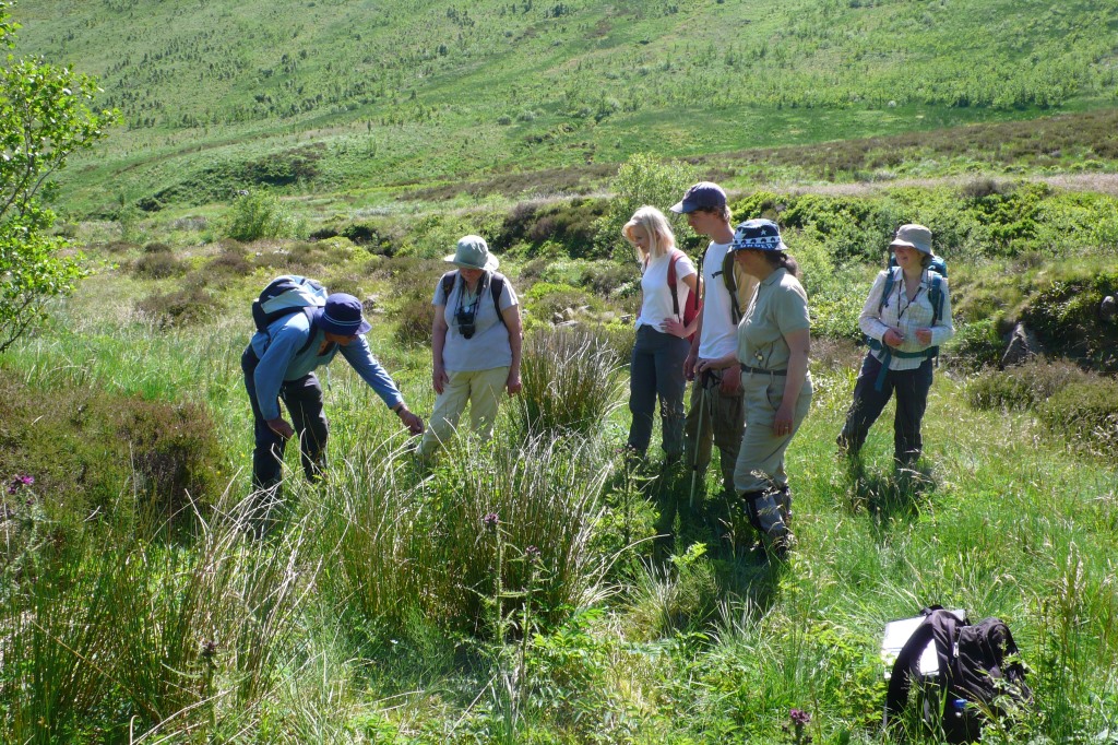 Dumfries Botany Group Carrifran visit