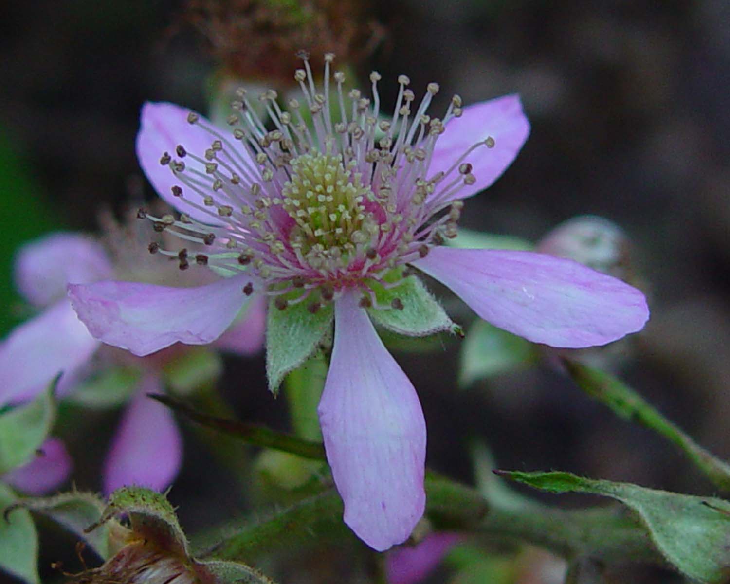 The Duxbury Bramble, a regional endemic frequent in old woodlands along the river valleys between Chorley and Wigan. Image: D. Earl
