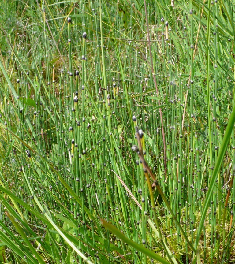 Equisetum variegatum Variegated Horsetail Black Esk