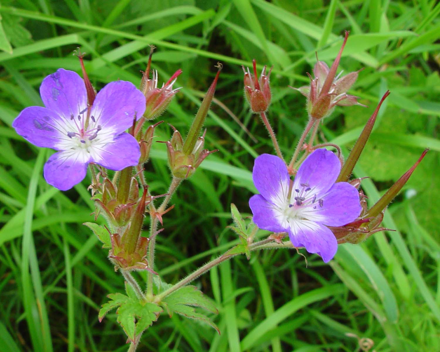 Wood Crane's-bill seen at Colne. Image: David Earl