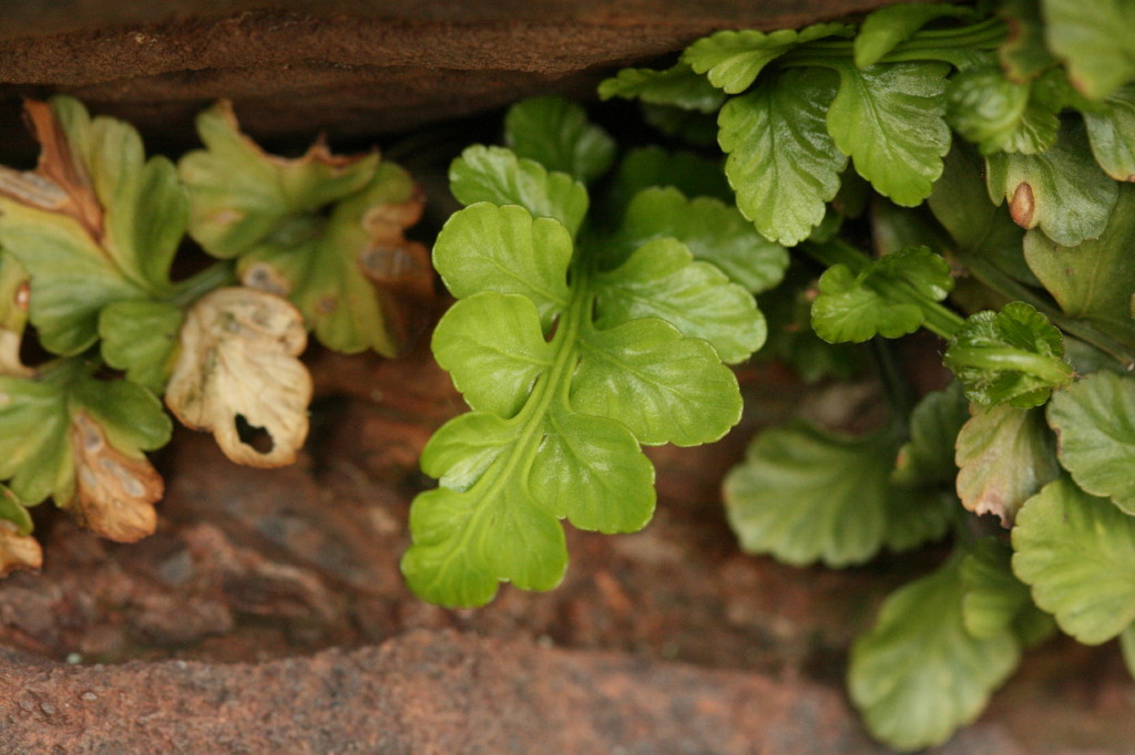 Sea Spleenwort seen at Heysham Head during a Manchester Field Club excursion