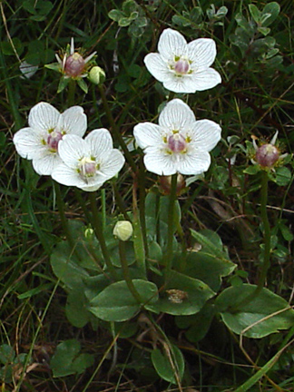 Grass-of-Parnassus seen at Ainsdale. Image: John Somerville